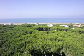 Giulivo A2 - Image 5