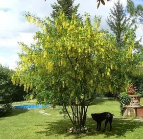 B&B Maggiociondolo - Image 5