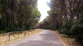 Green House-Woods And Beaches - Image 3