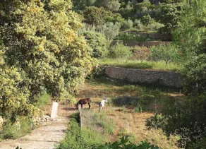 Villa Son Quint - Image 3