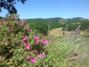 Serène - Image 4