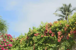 Sunrise Village Hotel - Image 2