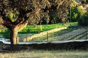 Casa Rural La Zafrilla - Image 4