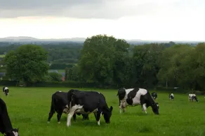 Ballindrum Farm B&B - Image 2