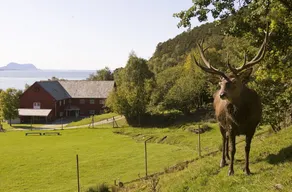 Leilighet i Svanøybukt - Image 4