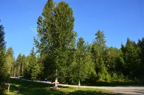 Woodland Cabins - Image 2