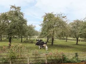 Orchard View - Image 5