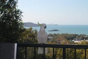 Whitsundays Rainforest Retreat - Image 3
