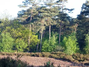 Designed Home With Bedstead, Surrounded by Forest - Image 4