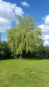 Les Babylones - Image 5