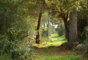 Agroturismo Ses Arenes - Image 4