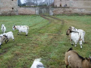 Chateau De Lacaze - Image 5