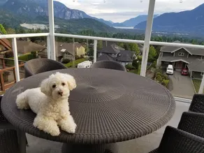 Squamish Highlands Bed & Breakfast - Image 5