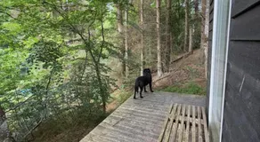 Idylisk primitiv hytte midt i skoven - Image 4