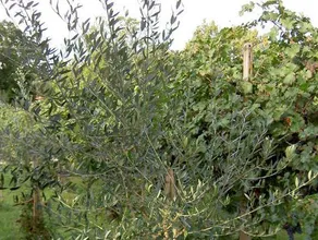 Agriturismo Monteortone - Image 4