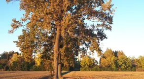 La Villa delle Rose - Image 2