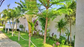 Coconut Palms - Image 5