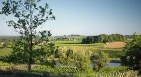 Près de Saint-Émilion maison de vigneron au cœur des vignes - Image 5