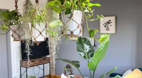 Aplanty Studio in the Orchard - Image 3