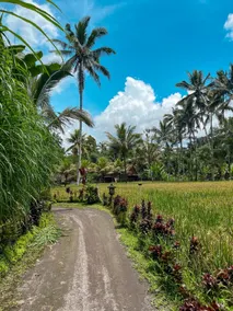 tarotours accommodations - we manage different guesthouses in taro village - Image 4