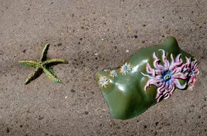 Ocean Pacific Lodge - Image 4