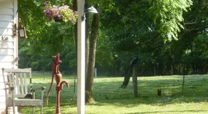 Mulberry Lavender Farm and B&B - Image 5