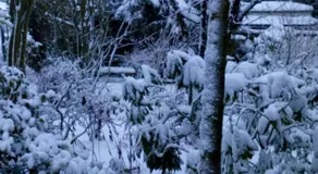 Mountain Ash - Image 4