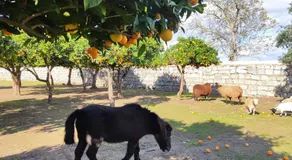 Casa do Forte - Image 4