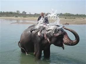 Jungle Wildlife Camp - Image 5