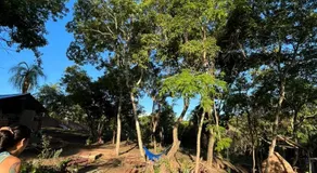 Magic tree - Image 4