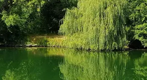 Face au Jardin - Image 5