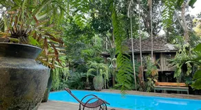 Fern Paradise - Image 4