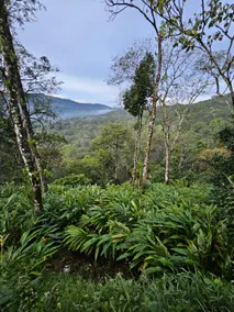 Valley Homestay munnar - Image 3