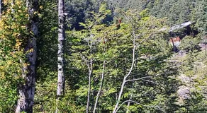 Cabañas mountain Native forest - Image 4