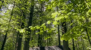 Postcard Cabins Blake Brook, Outdoor Collection by Marriott Bonvoy - Image 5