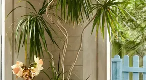 Ibiza Casa - Image 3