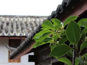 Lijiang Carnation inn - Image 5