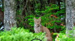 Tuckamore Lodge - Image 4