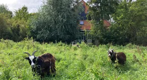 Inn Het Nest - Image 4