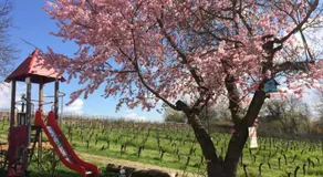 Ferienwohnungen im Weinhof Martin - Image 2