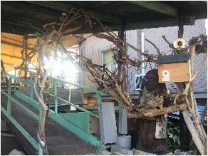 umiyado OHANA - Image 3