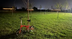 Treeolives - Image 5