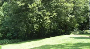 Calme et verdure 9 - Image 5
