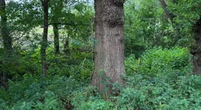 Little Brook Glamping - Image 5