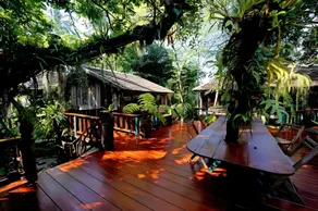 Fern Paradise - Image 4