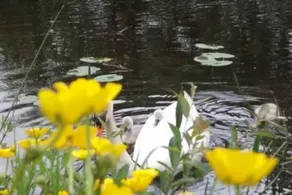 Lough Rynn Lake Haven - Image 5