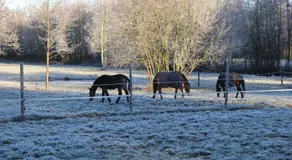 B&B Landgoed Bergerven - Image 5