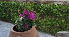 Notos - Image 4