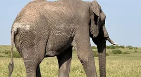 leyianmaasaisafaris - Image 4