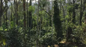 Coorg -Kunji Phad River View Homestay - Image 5